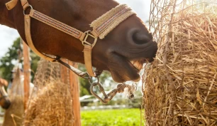 Sammenliknet ulike fôringssystemer: Sammenheng mellom kortere spisetid og aggresjon