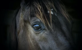 Tidligere travtrener fratatt hester av Mattilsynet