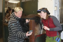 Slik øker du sjansen for at hoppa blir drektig