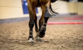 Galoppøvelse med overganger – nyttig uansett gren