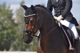 Nesenett hjelper mange – dette sier forskningen om headshaking