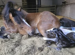 Fakta og tips rundt følling: – Følg med, se på klokka og observér veene