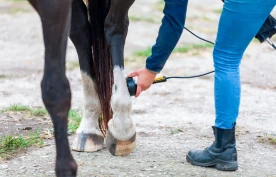 Gjennomgang ved SLU viser: Svak forskning på alternative behandlingsmetoder