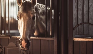 Gode råd om hesten må ha bokshvile