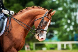 Nytt forskningsprosjekt: Hvor mye skader bittet?