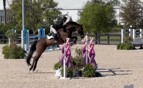 Briljerer på sprangbanen uten hodelag