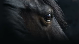 Mistanke om seksuelle overgrep mot hester