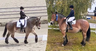 Ardenneren imponerer på dressurbanen: – Jeg ser hvordan folk kikker