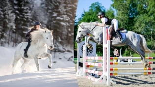 Nordlandshesten Benson (25) og Tonje (13) hopper 135 cm: – Treningen finner hovedsakelig sted på tur