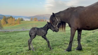 Håper nytt tiltak bremser bekymringsverdig utvikling for den norske kaldblodstraveren