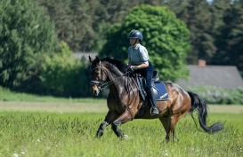 Skogen er dressurstjernens ridebane: – Tar heller på meg regntøy og rir ute