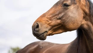 Høy temperatur og trening dobler hestens behov for væske