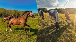 Sprangrytteren vil gi pensjonerte spranghester et godt og tilrettelagt liv etter karrieren