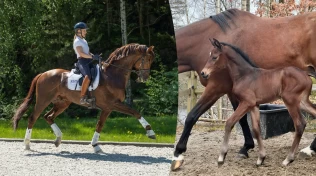 Starter opp hingstestasjon på Sørlandet: – Et veldig godt tilbud til norske avlere