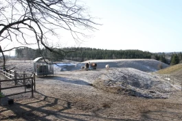 Slik driver Majken avlsstall med utegang: – Det gir mye å kunne tilby hesten et naturlig liv i flokk
