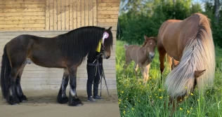 – Bedekk hopper i fruktbar alder, fordel avlen på mange hingster og still ut hesten din
