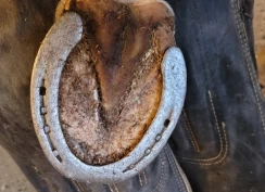 En bønn fra hovslageren: Sørg for at skodde hester er skodd for beite