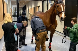 Anatomi på agendaen: – En hovslager må kunne veldig mye mer enn å sko hest