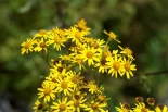 Disse plantene er giftige for hesten