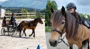 Nordlandshesten Drevlands Trym (20) skal til EM i kjøring: – Han elsker å jobbe