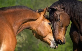 FEI bevilger over 11 millioner kroner til hestevelferd
