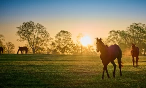 Mener vesentlige mangler i regelverket gjør det vanskelig å sikre god hestevelferd
