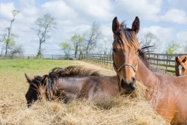 Hva er en oppstalling som dekker hestens grunnleggende behov?