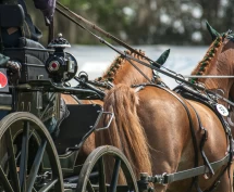 Treneren hilser gjennomgangen velkommen – dette sier ulike vitner om hendelsen med piskbruk