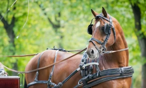 Rytterforbundet skal ha tillatt treninger i privat regi – nå gjennomgår de saken på nytt