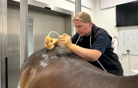 Første veterinær i Norden til å ta denne spesialiseringen – vil utvikle dagens tilbud