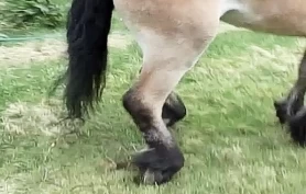 Hvorfor får hesten AEP/silosyke?