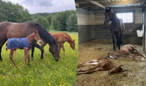 Tok til seg det foreldreløse føllet umiddelbart – nå deler halvbrødrene amme