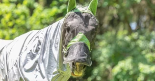 Hest med sommereksem: Hvilke behandling hjelper?