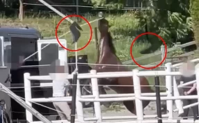 Reagerer på video av hest som blir slått med snøskuffe og rake: – En stygg sak