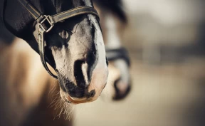 Fem viktige tiltak for å stoppe kverke og annen smitte