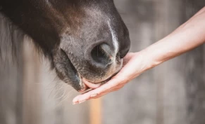 Selv korte stunder med positiv forsterkning kan påvirke atferden positivt