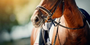 Valgfritt med nesereim i nasjonale dressurkonkurranser i New Zealand