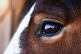 Søker hester med EMS til forskningsstudie