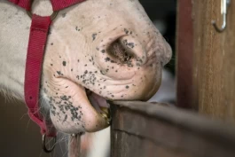 Har du en hest som sluker luft?