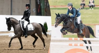 Blanding av traver og welsh mountain: – Han er et godt eksempel på at man må bruke det man har