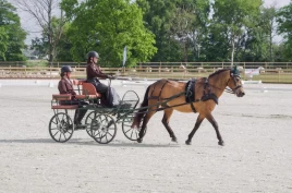 Nordlandshesten Drevlands Trym – fra familiehest til EM med Lilly