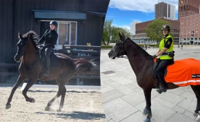 Pavlick er Oslos nye politihest: – Om de ville ha ham, så skulle de få kjøpe ham