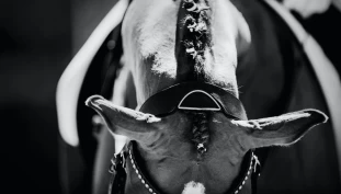 Refleksjoner fra etologen: – Må kvitte oss med holdningen om å oppnå dominans