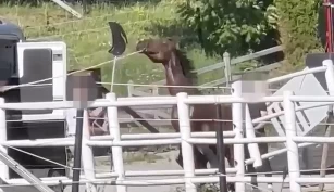 Rytterforbundet vurderer hendelsen som i strid med forsvarlig hestevelferd – kan ikke ilegge sanksjoner