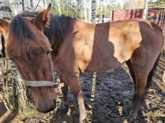 Tiltalt for brudd på dyrevelferdsloven: – Det er det man kaller skinn og bein