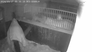 Seksuelle overgrep mot hester i Buskerud