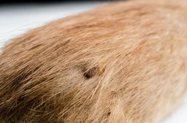 Hva vet man om borreliose hos hest?