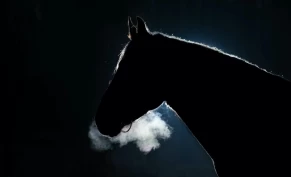 Husk refleks – gjør deg og hesten synlige i trafikken