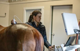 Du kan bidra til internasjonal forskning på veterinærpriser