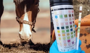 Forsker på bivirkninger av menneskemedisin i behandling av EMS